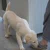 Shiro sucht seine Familie