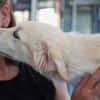 Shiro sucht seine Familie