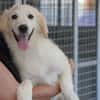 Shiro sucht seine Familie