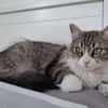 Daisy - unkomplizierte Traumkatze