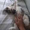 Daisy - unkomplizierte Traumkatze