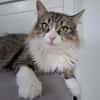 Daisy - unkomplizierte Traumkatze