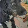 Pearl sucht dringend eine PS oder Endstelle