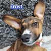 Ernst - neugierig, verspielt, freundlich