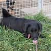 Sylvester - lieber Hundejunge