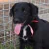 Sylvester - lieber Hundejunge