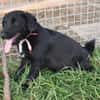 Sylvester - lieber Hundejunge