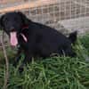 Sylvester - lieber Hundejunge