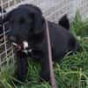 Sylvester - lieber Hundejunge