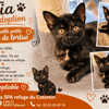 TIA ( Réservée)