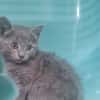 ALBUS ( A TROUVE SA FAMILLE)