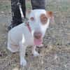 Lucette (en cours d'adoption)