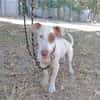 Lucette (en cours d'adoption)