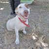 Lucette (en cours d'adoption)