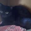 OPEY