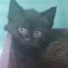 DOLORES (en cours d'adoption)