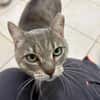 NECTAR (FIV+)