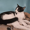BELLA