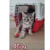 milox