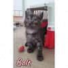 bolt