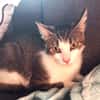Minette