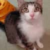 Minette