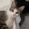 Minette
