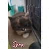 syra