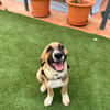 SANCHO (MARTINA)