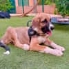 SANCHO (MARTINA)