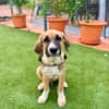SANCHO (MARTINA)