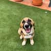 SANCHO (MARTINA)