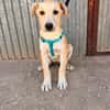 LEROY (ANIMALEA)