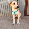 LEROY (ANIMALEA)