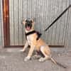 MATTI (ANIMALEA)
