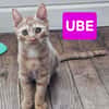 UBE À ADOPTER EN DUO OU SEUL SI DÉJÀ UN CHAT PRÉSENT CHEZ VOUS