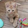 UBE À ADOPTER EN DUO OU SEUL SI DÉJÀ UN CHAT PRÉSENT CHEZ VOUS