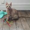 UBE À ADOPTER EN DUO OU SEUL SI DÉJÀ UN CHAT PRÉSENT CHEZ VOUS