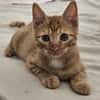 UBE À ADOPTER EN DUO OU SEUL SI DÉJÀ UN CHAT PRÉSENT CHEZ VOUS