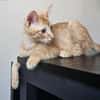 TCHOUCHOU À ADOPTER EN DUO OU SEUL SI DÉJÀ UN CHAT PRÉSENT CHEZ VOUS