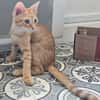 TCHOUCHOU À ADOPTER EN DUO OU SEUL SI DÉJÀ UN CHAT PRÉSENT CHEZ VOUS