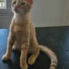 TCHOUCHOU À ADOPTER EN DUO OU SEUL SI DÉJÀ UN CHAT PRÉSENT CHEZ VOUS