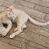 TCHOUCHOU À ADOPTER EN DUO OU SEUL SI DÉJÀ UN CHAT PRÉSENT CHEZ VOUS