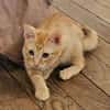 TCHOUCHOU À ADOPTER EN DUO OU SEUL SI DÉJÀ UN CHAT PRÉSENT CHEZ VOUS