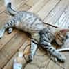 BARBAPAPA À ADOPTER EN DUO OU SEUL SI DÉJÀ UN CHAT PRÉSENT CHEZ VOUS