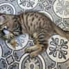 BARBAPAPA À ADOPTER EN DUO OU SEUL SI DÉJÀ UN CHAT PRÉSENT CHEZ VOUS