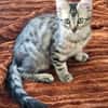 BARBAPAPA À ADOPTER EN DUO OU SEUL SI DÉJÀ UN CHAT PRÉSENT CHEZ VOUS