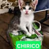 CHIRICO À ADOPTER EN DUO OU SEUL SI DÉJÀ UN CHAT PRÉSENT CHEZ VOUS