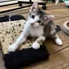 CHIRICO À ADOPTER EN DUO OU SEUL SI DÉJÀ UN CHAT PRÉSENT CHEZ VOUS
