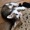 CHIRICO À ADOPTER EN DUO OU SEUL SI DÉJÀ UN CHAT PRÉSENT CHEZ VOUS